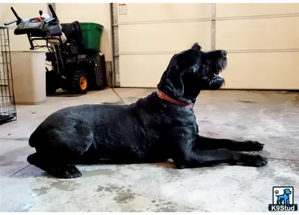 a black giant schnauzer dog lying on the floor