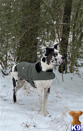 a great dane dog wearing a vest in the snow