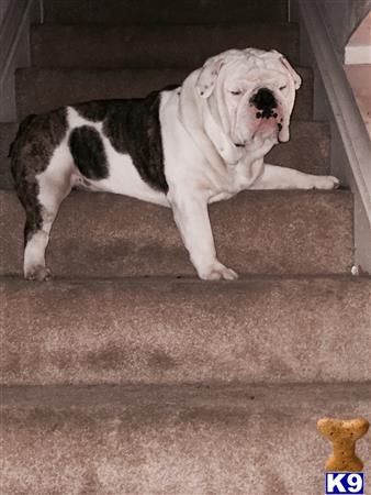 a english bulldog dog standing on a carpet