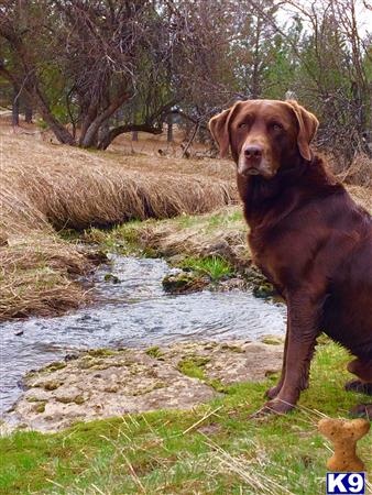 a labrador retriever dog standing next to a stream