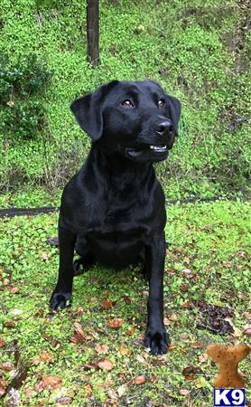 a black labrador retriever dog standing on grass