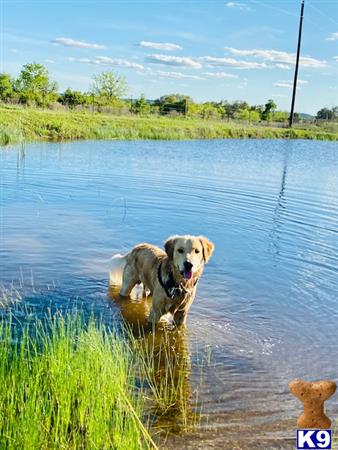 a golden retriever dog standing in a body of water with grass and trees in the background