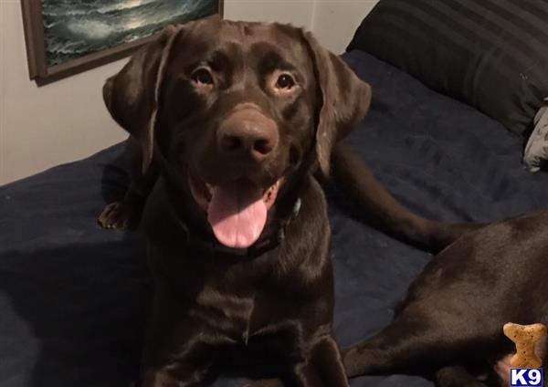 a labrador retriever dog sitting on a couch