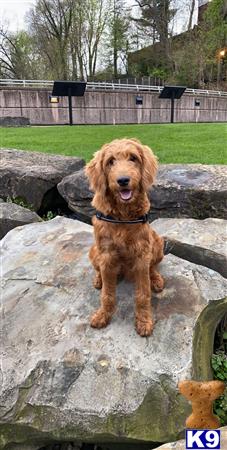 a goldendoodles dog standing on a rock