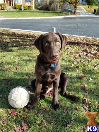 a labrador retriever dog sitting on grass next to a football ball