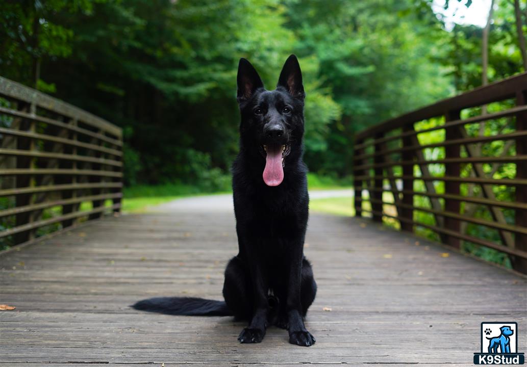 a black german shepherd dog sitting on a wooden deck