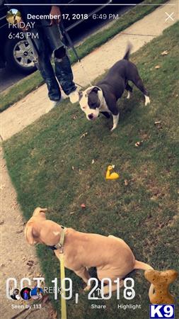 a group of american bully dogs playing in the grass