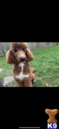 a poodle dog sitting in the grass