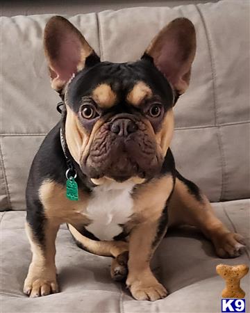 a small french bulldog dog sitting on a couch