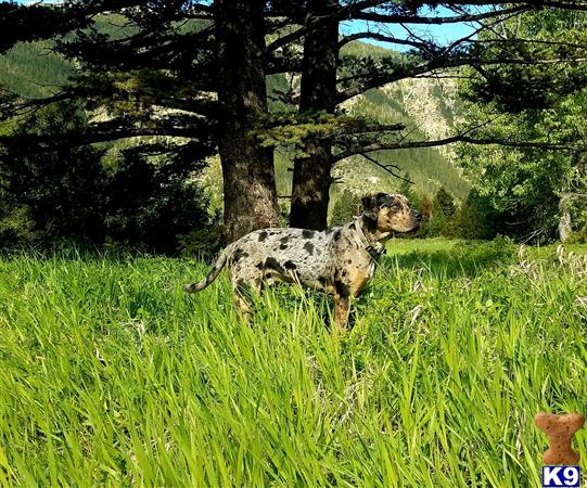 a catahoula dog standing in a grassy area