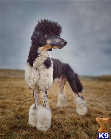 a poodle dog standing on grass