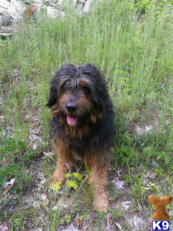 a bernese mountain dog dog standing in grass