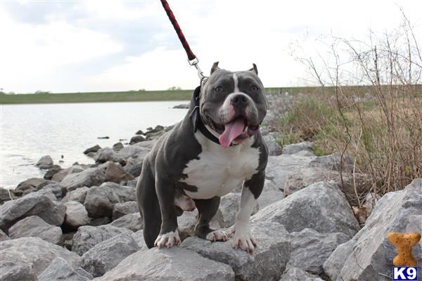 a american bully dog on a leash on rocks by water
