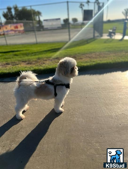 a shih tzu dog on a leash