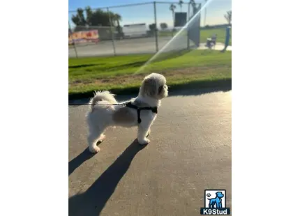 a shih tzu dog on a leash