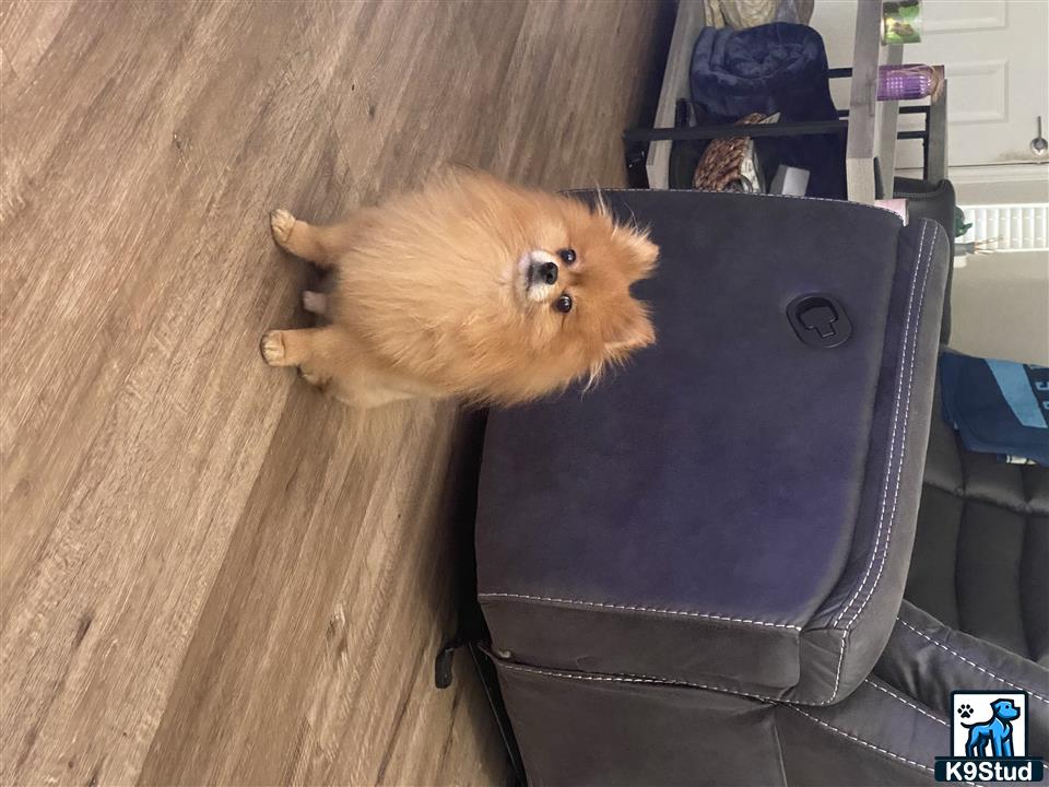 a pomeranian dog lying on a suitcase