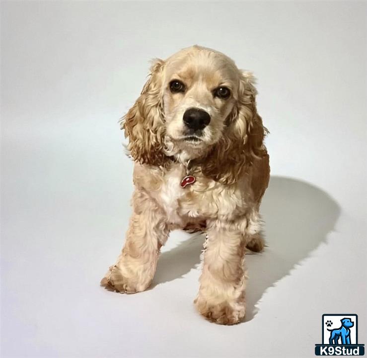 a american cocker spaniel dog sitting on the ground