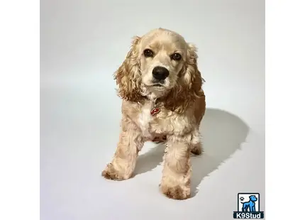 a american cocker spaniel dog sitting on the ground