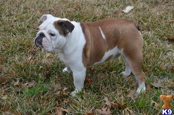 a english bulldog dog standing in grass