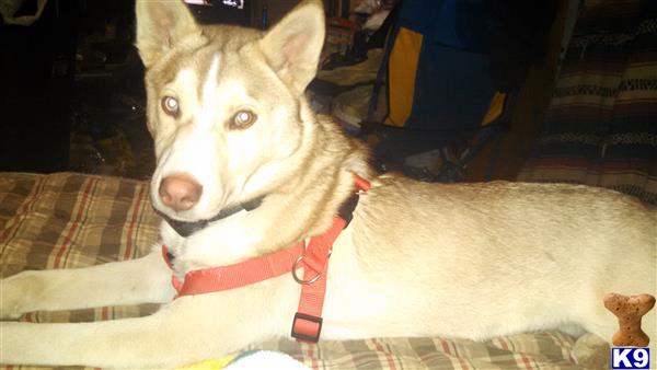 a white siberian husky dog with a red collar