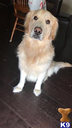 a golden retriever dog sitting on the floor