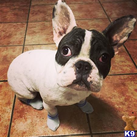 a french bulldog dog wearing a garment