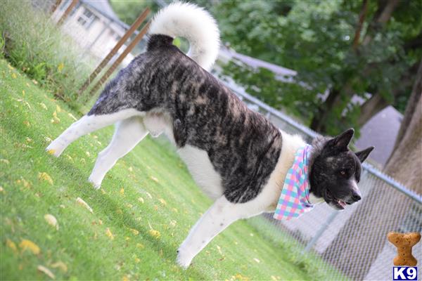 a akita dog jumping over a fence