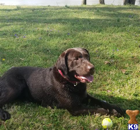 a labrador retriever dog lying in the grass