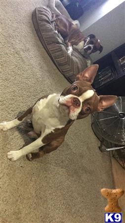 a boston terrier dog lying on the floor