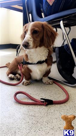 a dachshund dog sitting on the floor