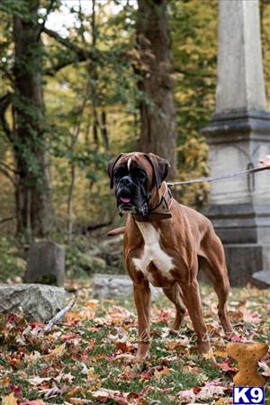 a boxer dog standing in a forest