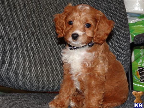 a goldendoodles dog sitting on a couch