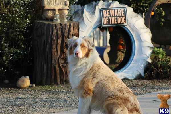 a australian shepherd dog sitting outside