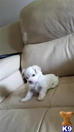 a white maltese puppy lying on a couch