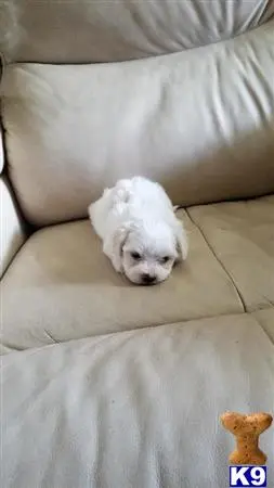 a maltese dog lying on a couch