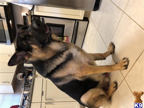 a german shepherd dog lying on the floor