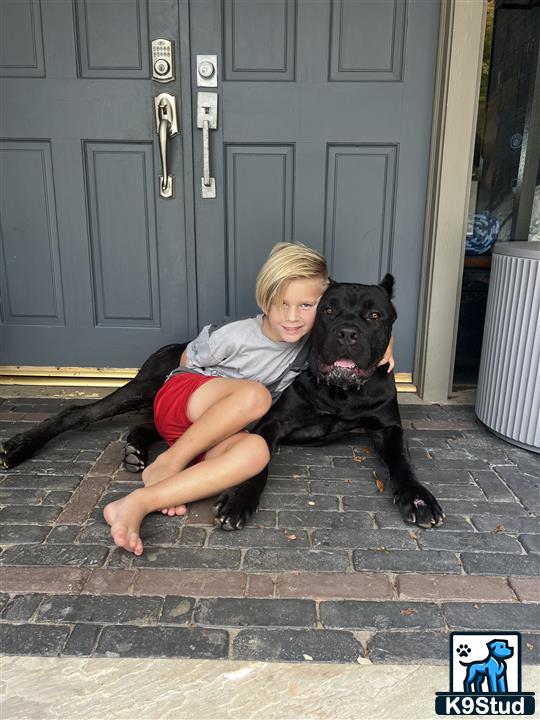 a child and a cane corso dog