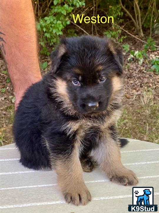 a german shepherd puppy sitting on a concrete surface