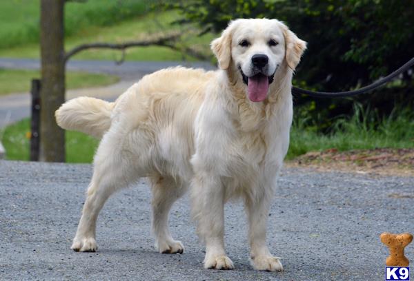 a golden retriever dog standing on a road