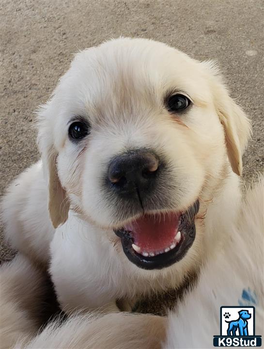 a golden retriever dog with its mouth open