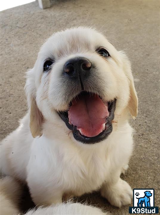 a golden retriever dog with its mouth open