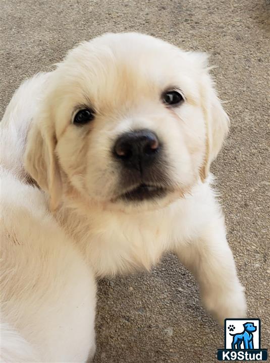 a white golden retriever dog looking up