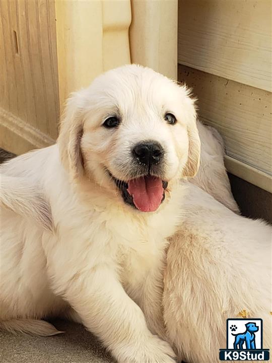 a white golden retriever dog with its tongue out