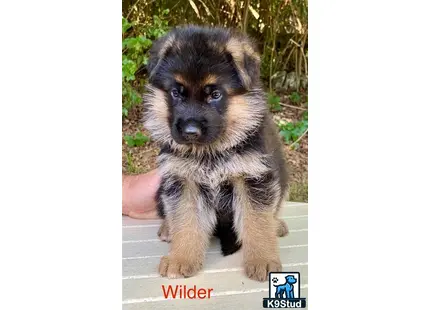 a german shepherd puppy sitting on a wood surface