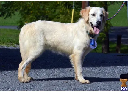 Golden Retriever