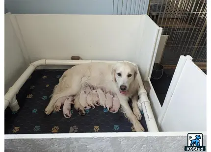 a golden retriever dog lying in a golden retriever dog bed