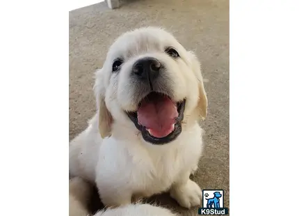 a golden retriever dog with its mouth open