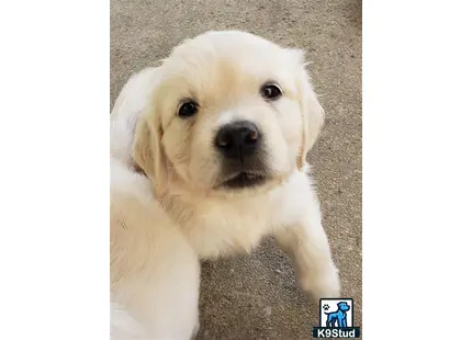 a white golden retriever dog looking up