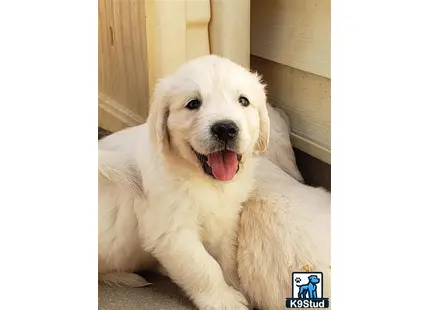 a white golden retriever dog with its tongue out