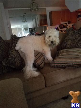 a soft coated wheaten terrier dog standing on a couch